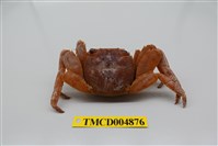 藏品(白紋方蟹)的圖片